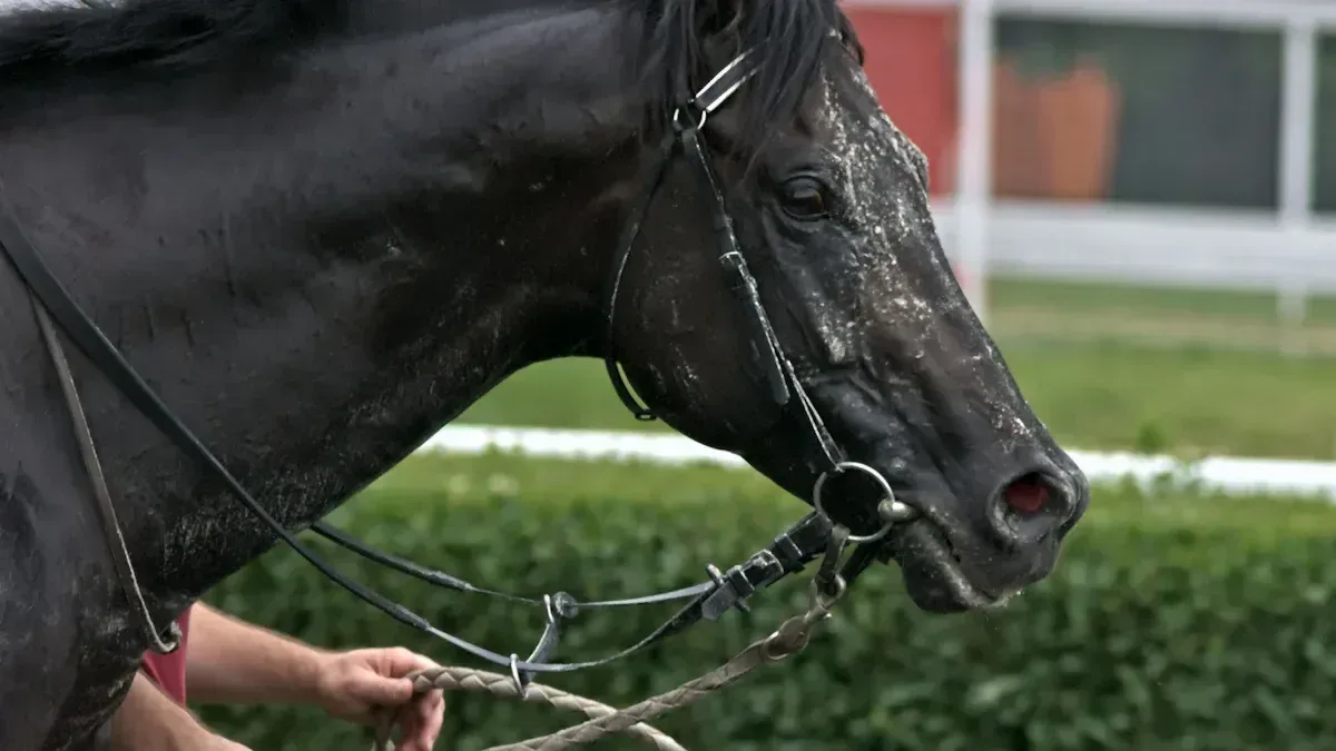 The Dark Horse Concept